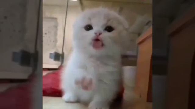 бесконечное видео