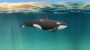 Когда Косатка Встречает Голодного Белого Медведя