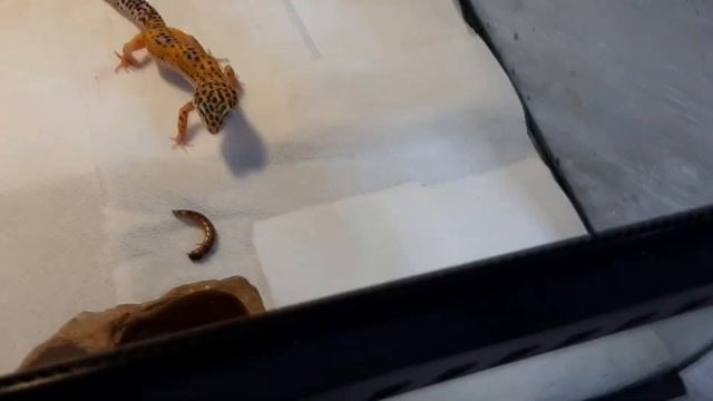 Боевые эублефары. Домашние динозавры 🦖 смотреть онлайн