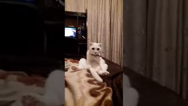 Котик облизывает себя:) смотреть онлайн