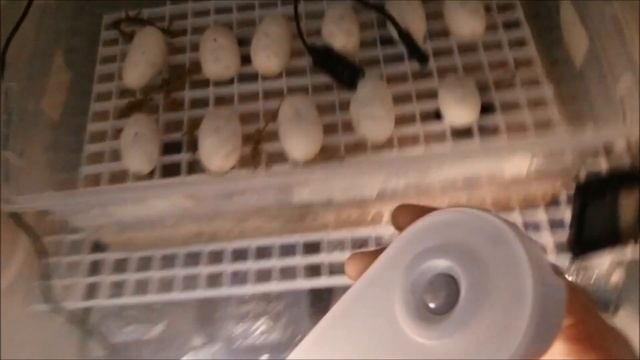 Green Tree Python - Eggs and Incubation - Biak x Aru Pairing смотреть онлайн