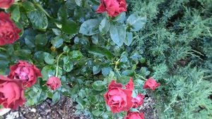 Непревзойденный сорт розы, которая не мусорит и самоочищается - некапризная красавица Омаж а Барбар