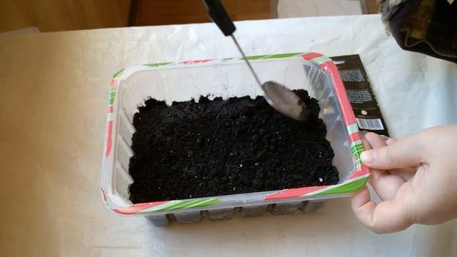 ЛУК БАТУН на РАССАДУ - ЗЕЛЕНЬ на ПОДОКОННИКЕ