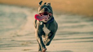 Зачем собака высовывает язык?