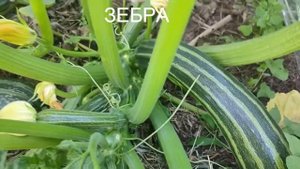 106. Кабачки завалили. Вот эти сорта. Попробуйте сами. До зимы не съели.