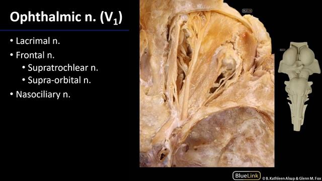 Nerves - M1 Orbit & Eye Dissection Supplement смотреть онлайн