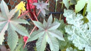 Подробнее о пурпурных розах Остина и о Elodie Gossuin (ошибка!). Новые саженцы. 26 августа 2022 г.