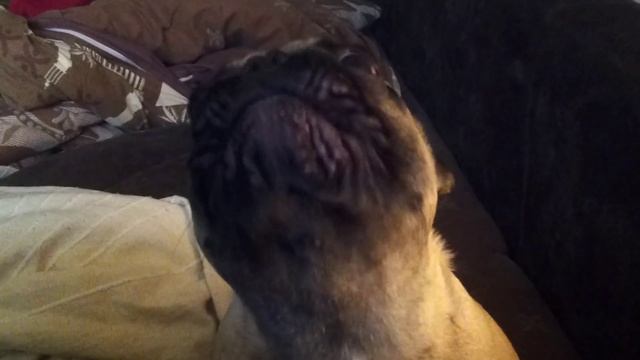 French Bulldog Alice does not play the game on your computer смотреть онлайн