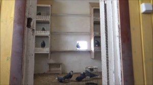 Голуби рыжие 2019 года  у  Детушева Сергея.