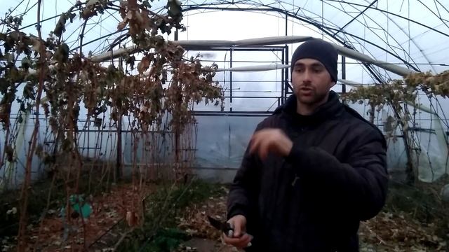 Подготовка винограда к зиме в теплице. Виноград на зиму