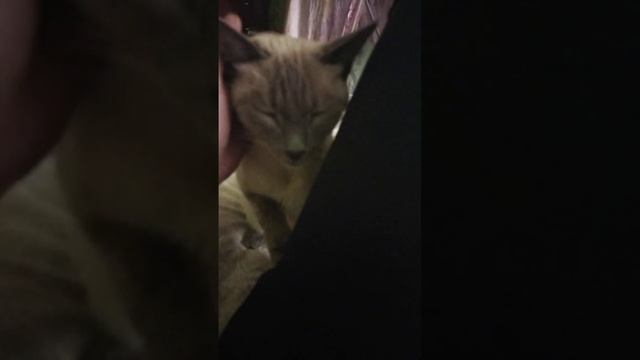 Какая порода у Луны я не знаю и хозяйка не знает смотреть онлайн