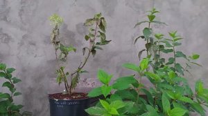 Силиплант губит гортензии?... #гортензии #саженцыгортензий