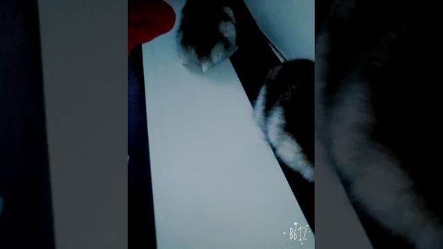 Мои маленькие джунгарики