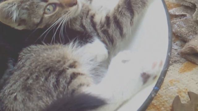 Коты спят смотреть онлайн