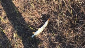 рыбалка# ишим# shorts#