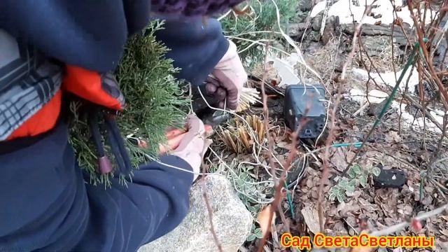 Красивый Сад и Злаки.Что делаем со злаковыми Весной.Когда Обрезаю Злаки.Почему Нельзя Медлить. смотреть онлайн