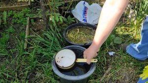 Подкормка томатов, перцев после посадки в открытый грунт.