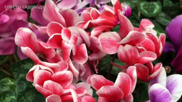 Все Цветы Обожают Эту Простую Подкормку! Даже Хилые Прут Во Всю и Пышно Зацветают! смотреть онлайн