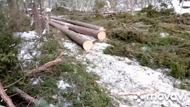 2023. МТЗ-82.1 с лебёдкой, трелёвка леса. Столы для мяса. смотреть онлайн