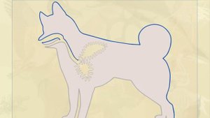 Дыхание у собак