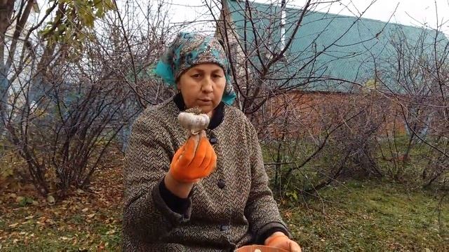 Озимый чеснок . Посадка чеснока однозубками. Обновление семенного материала..