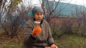 Озимый чеснок . Посадка чеснока однозубками. Обновление семенного материала..