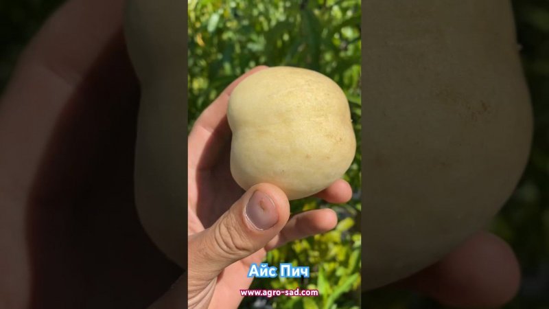 Белый персик на Кубани - Айс Пич
