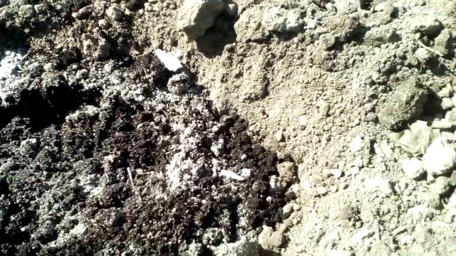 Посадка арбуза Кримсон Свит. 24.04