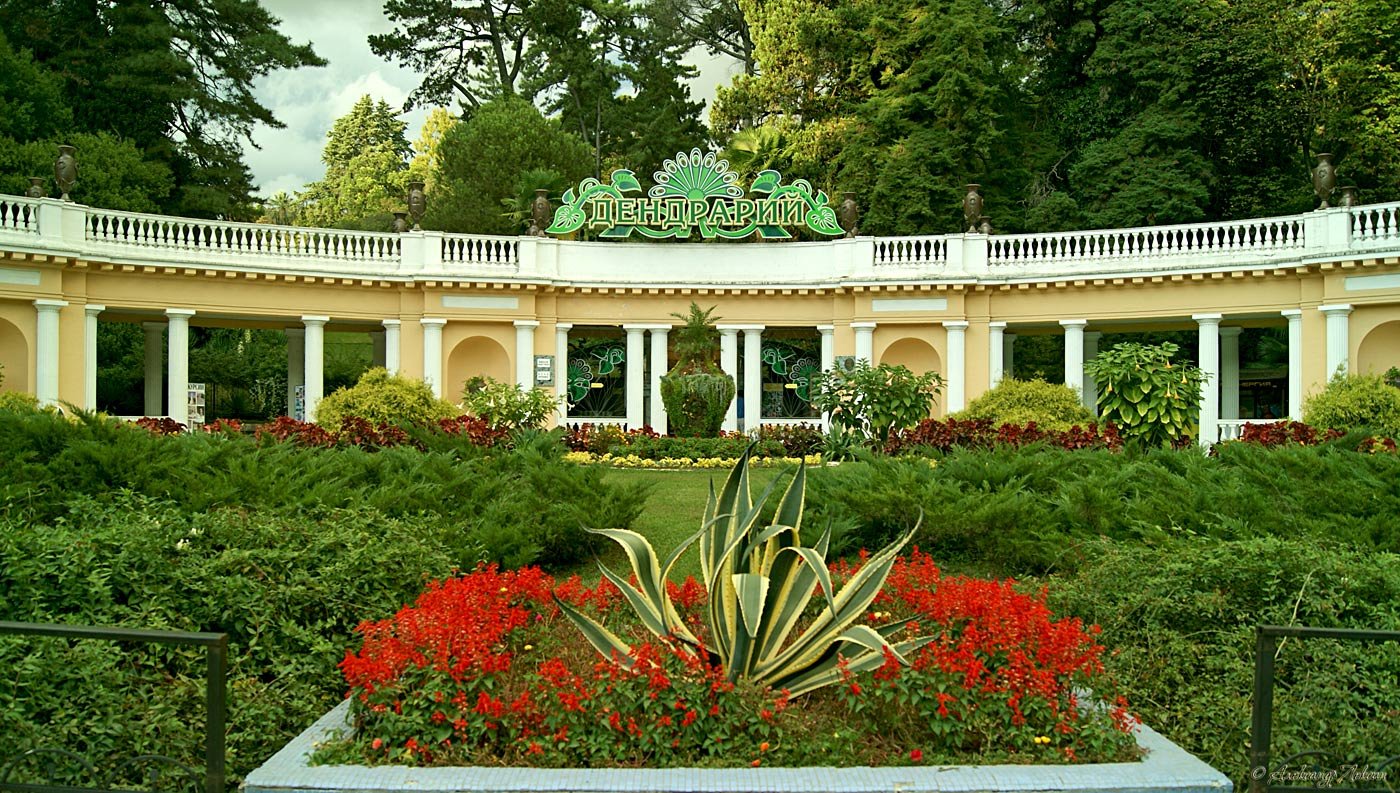 Дендрарий СОЧИ январь смотреть онлайн