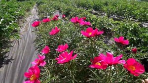 Малиново-красный пион ORLENOK / Сад Ворошиловой