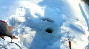 Етыпур бывает разный. Зимняя рыбалка 2020. Язь, сорога, окунь, щука и налим. Сидим дома.