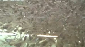 ОТКУДА БЕРУТСЯ АКВАРИУМНЫЕ РЫБКИ??? РЫБОРАЗВОДНЯ. ЧАСТЬ 1. АКВАРИУМНАЯ ФЕРМА.