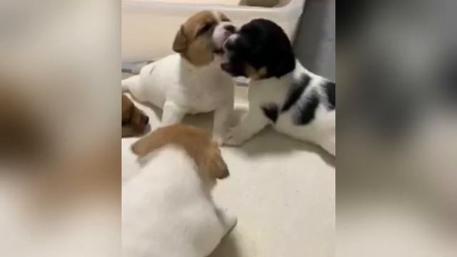 Самые милые щенки Джек Рассел Терьер @friend5862 #джекрасселтерьер #jackrussellterrier #funnyvideo