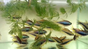 как содержать Тетра пальмира, Tetra, Королевская тетра, Aquarium fish, Zierfische, 觀賞魚, Zuchtfische