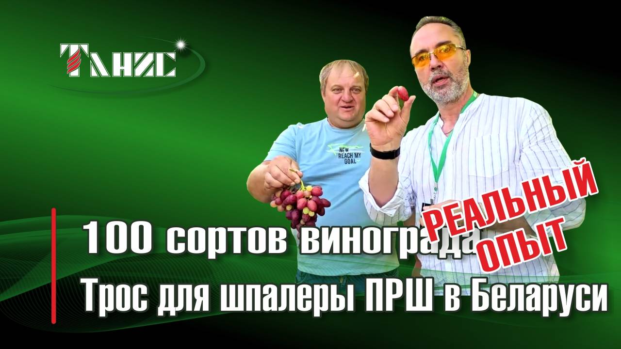 100 сортов винограда и трос для шпалеры ПРШ в Беларуси. Опыт виноградаря - любителя из Жлобина