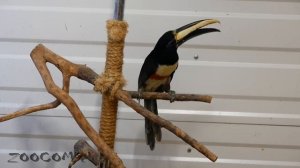 Домашний тукан? Возможно ли это?