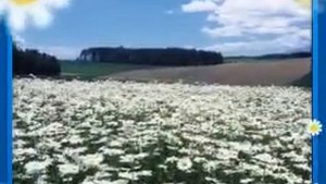 Кватро.Ромашковые поля