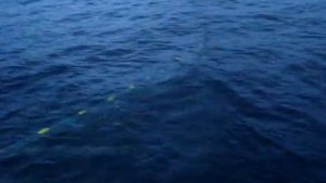 Ручная выборка дрифтера на японской шхуне в открытом море.