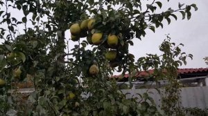 Груша ксения (ноябрьская)