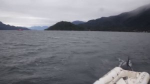 любопытные касатки