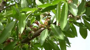 Единственный в КБР и один из двух на юге страны сад миндаля находится возле села Пролетарское