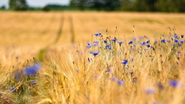 Такой песни о Беларуси вы еще не слышали! БУДУ РАД ЛАЙКАМ И КОММЕНТАРИЯМ! смотреть онлайн