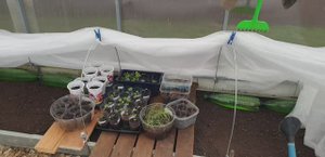 Избавляюсь от грызунов