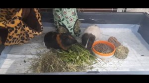 УЖАС! Смотрите, что я нашла в сене...Какая должна быть клетка для двух Морских Свинок