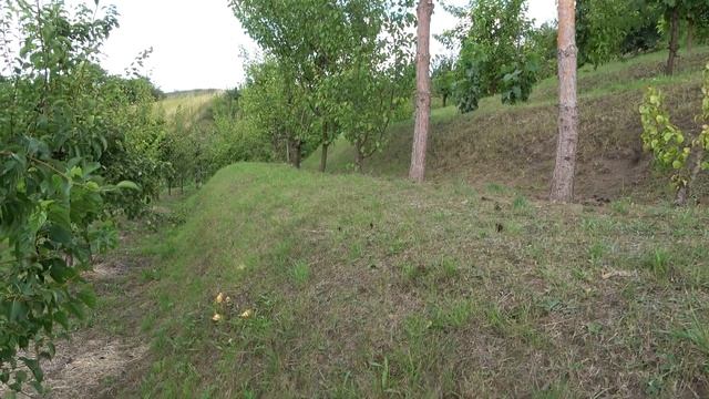 СОСНЫ по типу ПАЛЬМ. Грибы МАСЛЯТА в домашнем саду смотреть онлайн