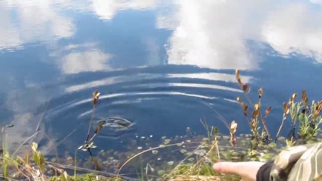 Выпуск крупных окуней смотреть онлайн