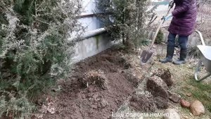 привожу в порядок левую сторону забора / создание клумбы вдоль забора