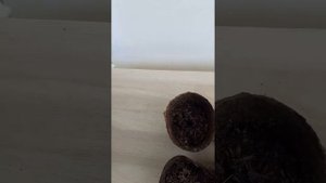 посадка кедра без стратификации