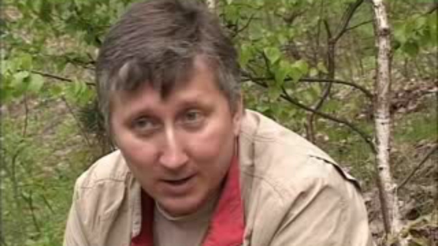 Птичий охотник - русский спаниель