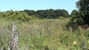 Пустырник спасает положение среди "подсолнечниковой" пустыни.